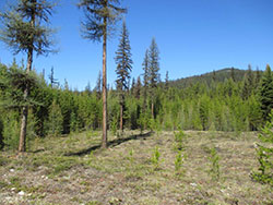 Yaak Land for sale in Northwest Montana