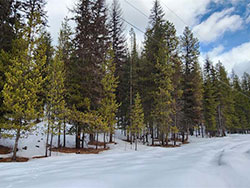 2.9 Acres for sale in Yaak Montana