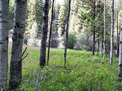 Over 1 acre lot for sale in Yaak Montana
